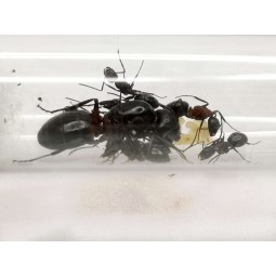Camponotus ligniperda | Zwierzęta | Vantis Terra