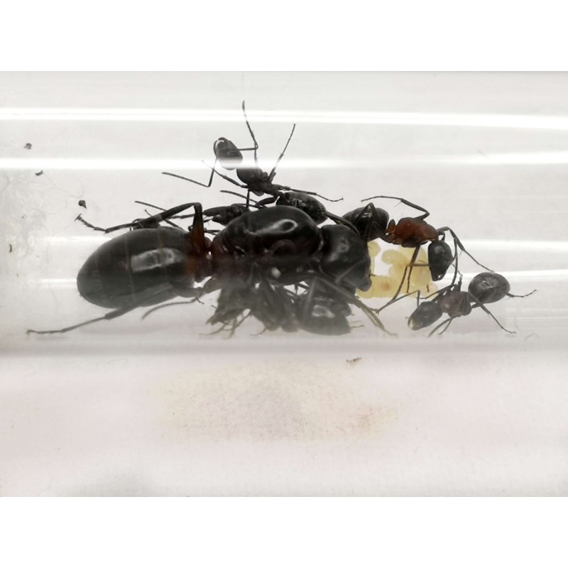 Camponotus ligniperda | Zwierzęta | Vantis Terra