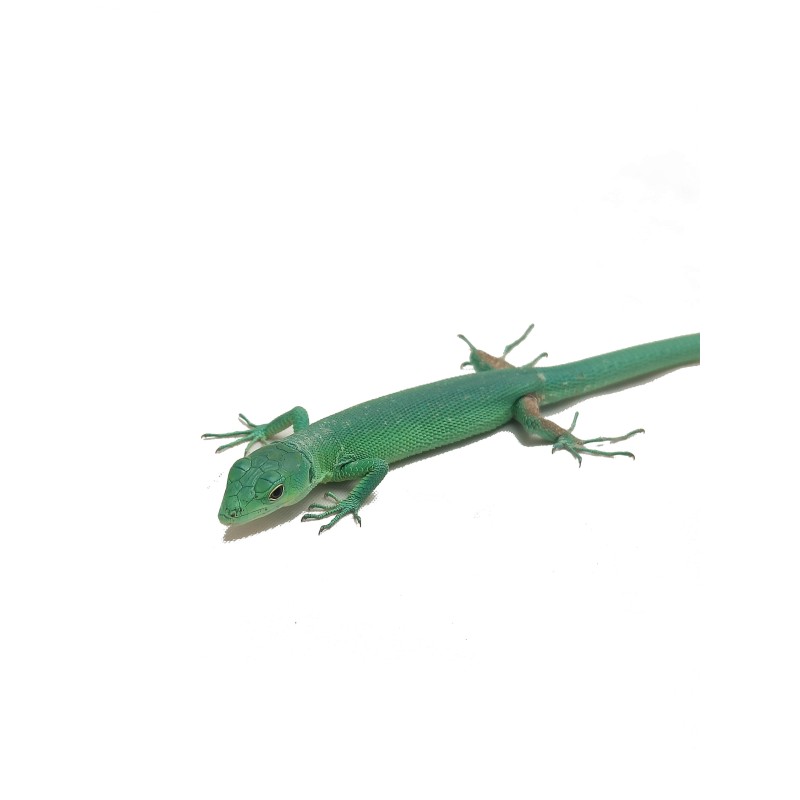 Jaszczurka Gastropholis prasina | Jaszczurki | Vantis Terra Jaszczurka Gastropholis prasina | Jaszczurki | Vantis Terra