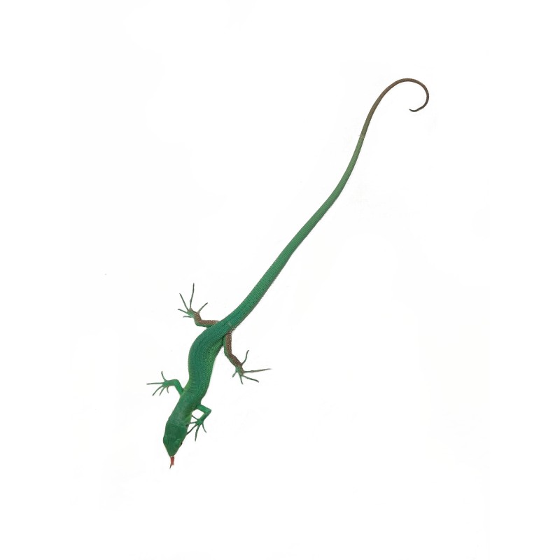 Jaszczurka Gastropholis prasina | Jaszczurki | Vantis Terra