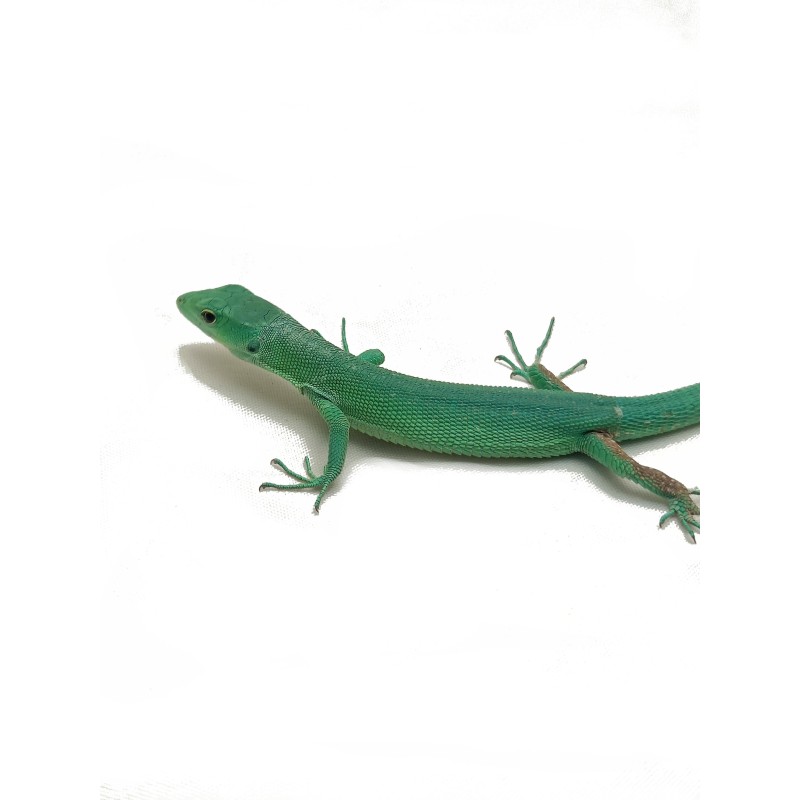 Jaszczurka Gastropholis prasina | Jaszczurki | Vantis Terra Jaszczurka Gastropholis prasina | Jaszczurki | Vantis Terra