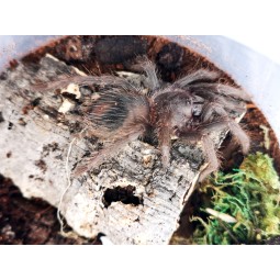 Lasiodora parahybana - 2,5DC - samiec | Ptaszniki | Vantis Terra