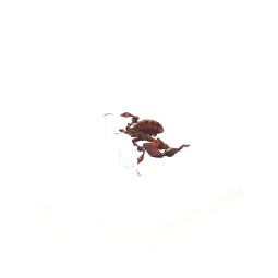 Modliszka liściogłowa (Phyllocrania paradoxa) L2/3