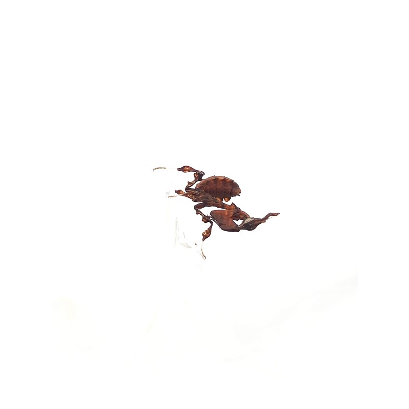 Modliszka liściogłowa (Phyllocrania paradoxa) L4 - samica | Modliszki | Vantis Terra Modliszka liściogłowa (Phyllocrania paradoxa) L4 - samica | Modliszki | Vantis Terra