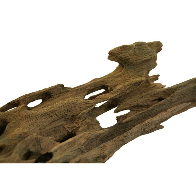 Korzeń Dragon Wood - r&oacute;żne rozmiary | Korzenie | Vantis Terra
