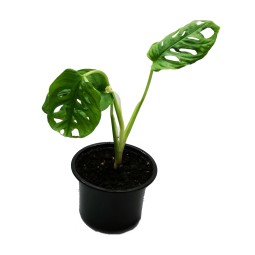 Monstera adansonii Monkay