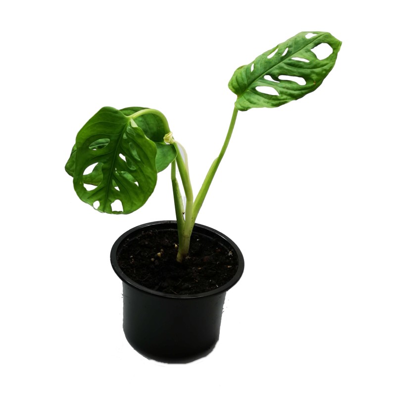 Monstera adansonii Monkey Mask | Żywe | Vantis Terra