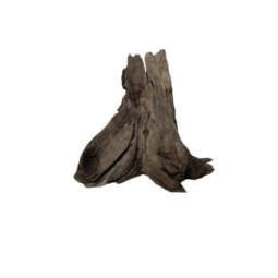 Korzeń Budda Drift Wood - różne rozmiary | Korzenie | Vantis Terra