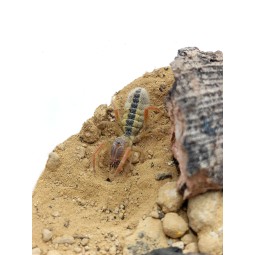 Solfuga Galeodes sp. deserti