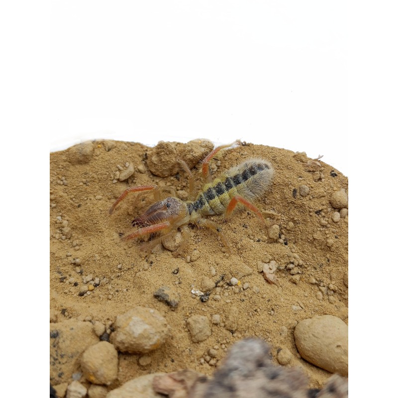 Solfuga Galeodes sp. deserti | Zwierzęta | Vantis Terra Solfuga Galeodes sp. deserti | Zwierzęta | Vantis Terra
