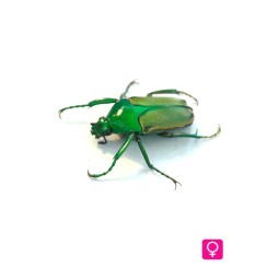 Owady | Vantis Terra