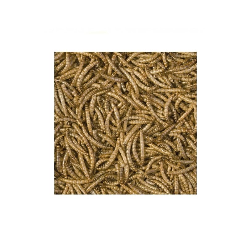 Meal Worms Suszone larwy mącznika młynarka Tropical | Pokarmy gotowe | Vantis Terra Meal Worms Suszone larwy mącznika młynarka Tropical | Pokarmy gotowe | Vantis Terra