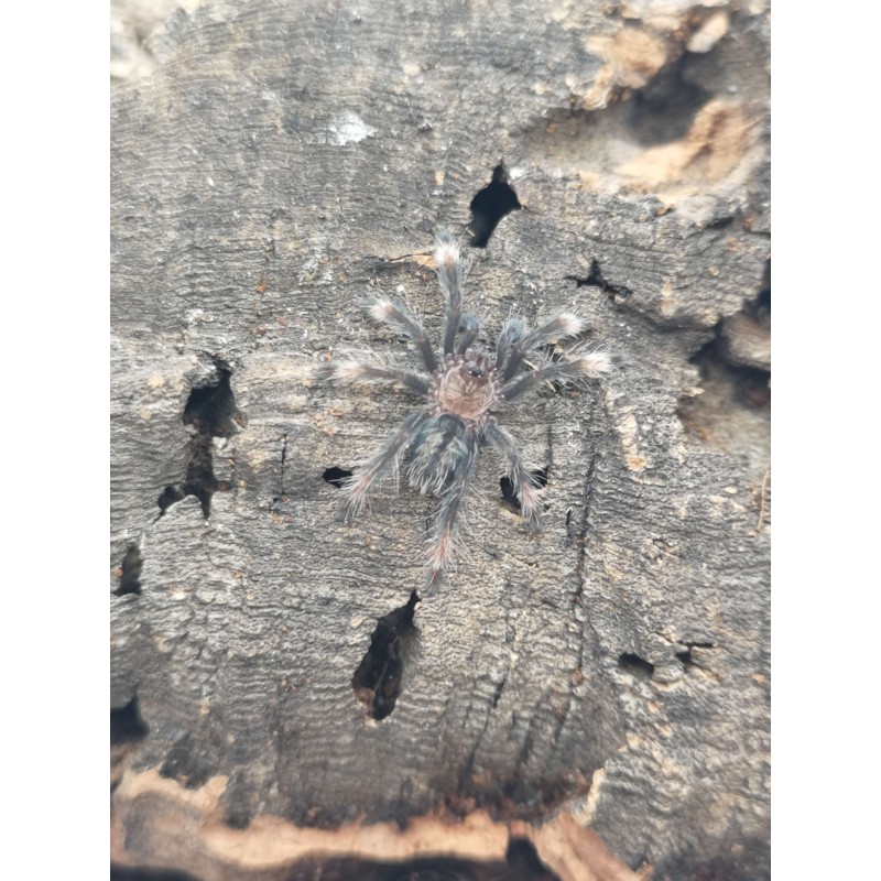 Psalmopoeus cambridgei L2 | Ptaszniki | Vantis Terra