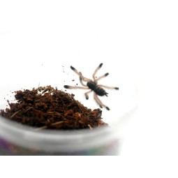 Avicularia juruensis L2