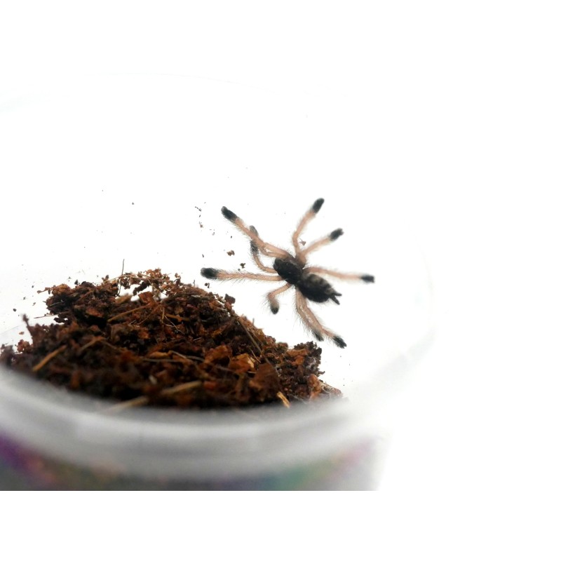 Avicularia juruensis L2 | Ptaszniki | Vantis Terra