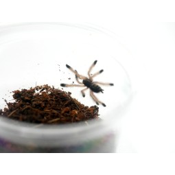 Avicularia juruensis L3 | Ptaszniki | Vantis Terra