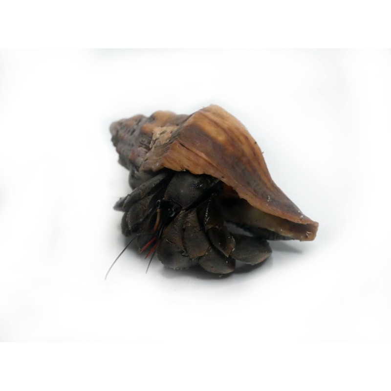 Krab pustelnik (Coenobita rugosus) XS | Skorupiaki | Vantis Terra Krab pustelnik (Coenobita rugosus) XS | Skorupiaki | Vantis Terra
