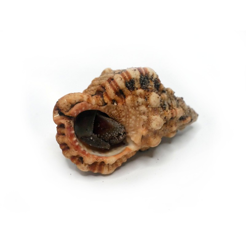 Krab pustelnik (Coenobita rugosus) XS | Skorupiaki | Vantis Terra Krab pustelnik (Coenobita rugosus) XS | Skorupiaki | Vantis Terra