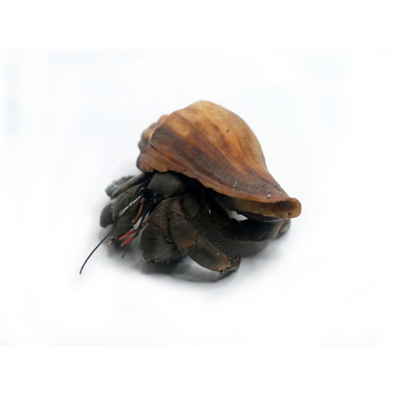 Krab pustelnik (Coenobita rugosus) | Skorupiaki | Vantis Terra