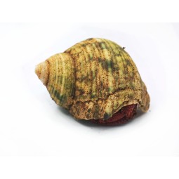 Krab pustelnik (Coenobita perlatus) | Skorupiaki | Vantis Terra