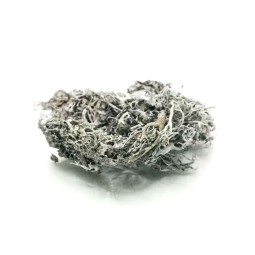 Porost lichen 25g