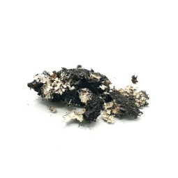 Porost czarny 30g