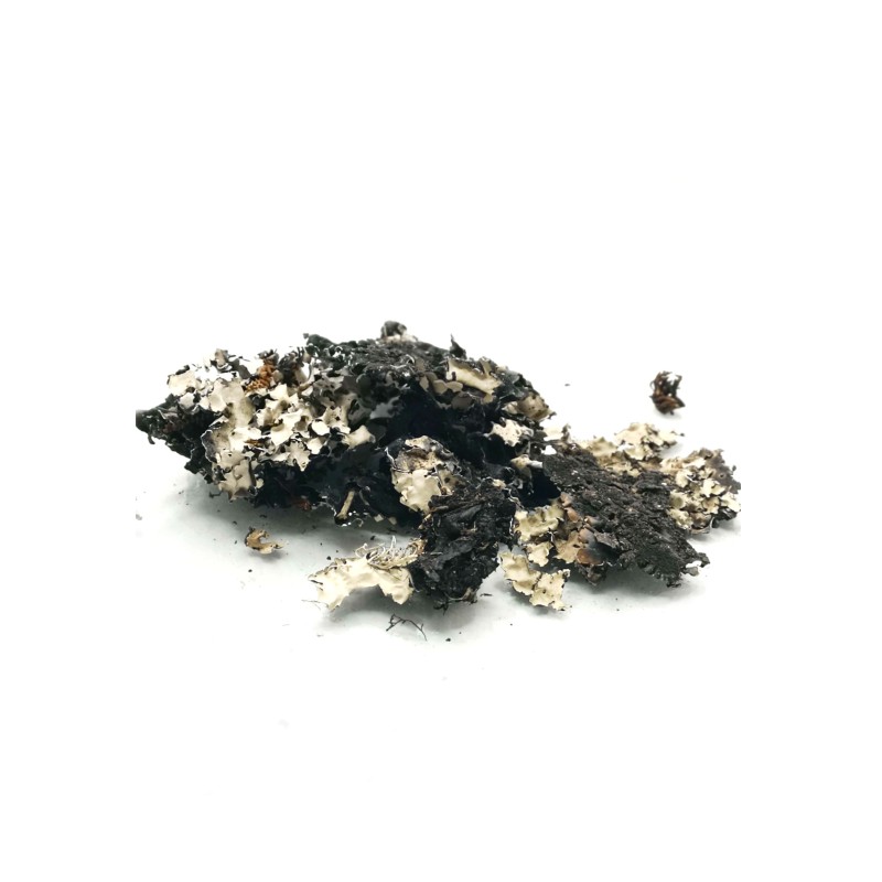 Porost czarny 30g | Mchy i porosty | Vantis Terra Porost czarny 30g | Mchy i porosty | Vantis Terra