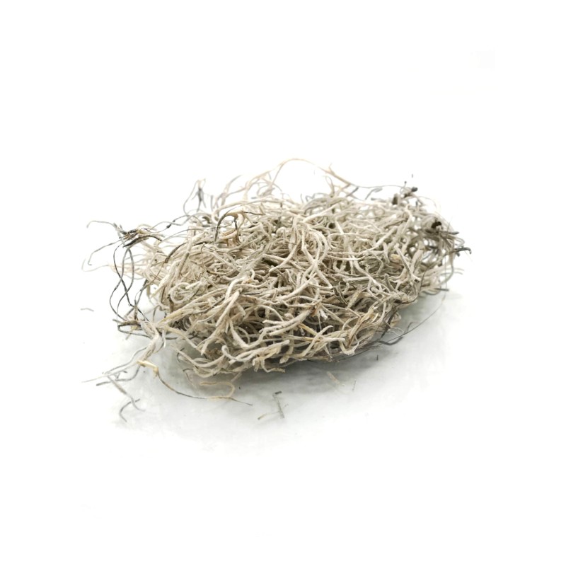 Suszona tillandsia 15g | Mchy i porosty | Vantis Terra Suszona tillandsia 15g | Mchy i porosty | Vantis Terra
