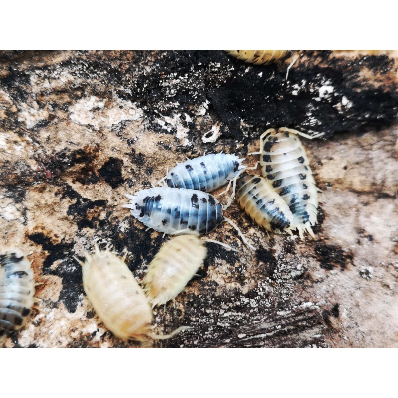 10x Porcellio laevis "Dairy cow" | Równonogi | Vantis Terra