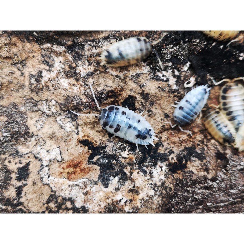 10x Porcellio laevis "Dairy cow" | Równonogi | Vantis Terra 10x Porcellio laevis "Dairy cow" | Równonogi | Vantis Terra