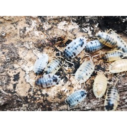 10x Porcellio laevis "Dairy cow" | Równonogi | Vantis Terra