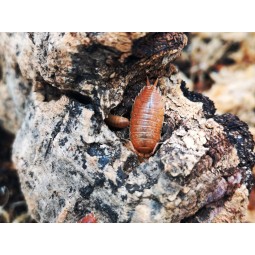 10x Porcellio laevis "Orange"