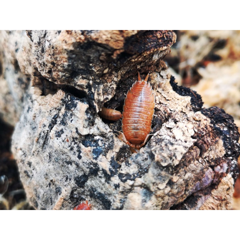 10x Porcellio laevis "Orange" | Równonogi | Vantis Terra