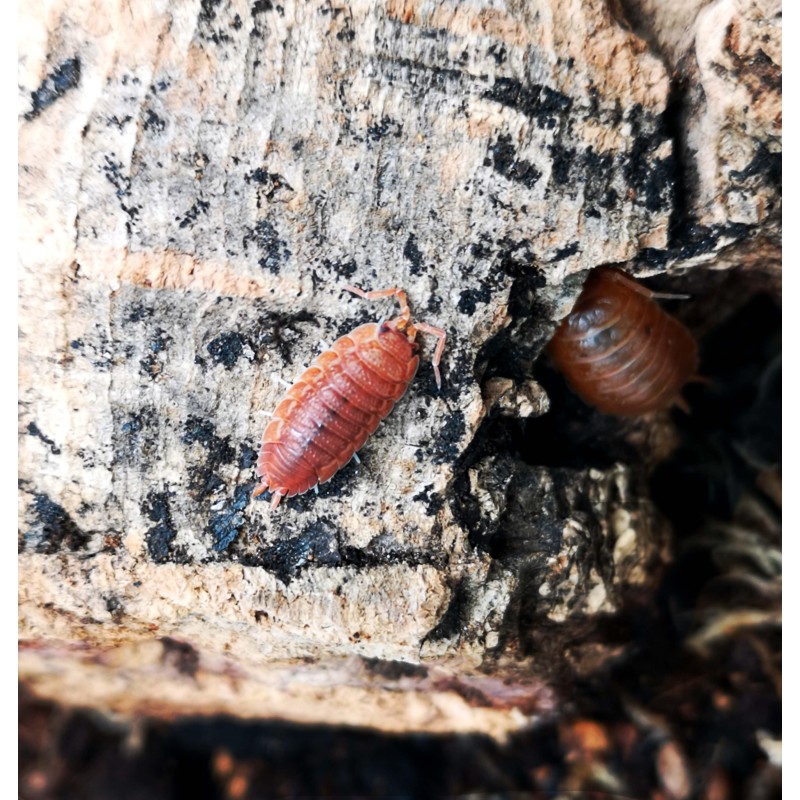 10x Porcellio laevis "Orange" | R&oacute;wnonogi | Vantis Terra