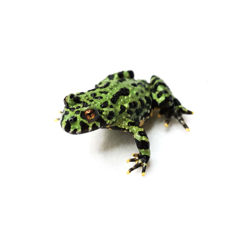 Kumak dalekowschodni (Bombina orientalis) | Bezogonowe | Vantis Terra Kumak dalekowschodni (Bombina orientalis) | Bezogonowe | Vantis Terra