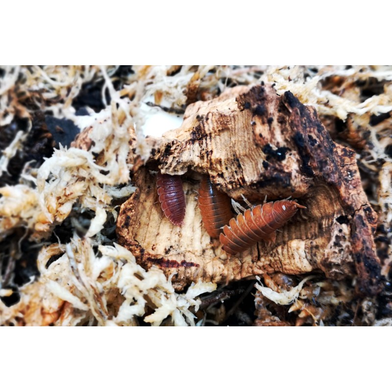 10x Porcellio laevis "Orange" | R&oacute;wnonogi | Vantis Terra