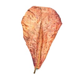 Ketapang liście 5 sztuk