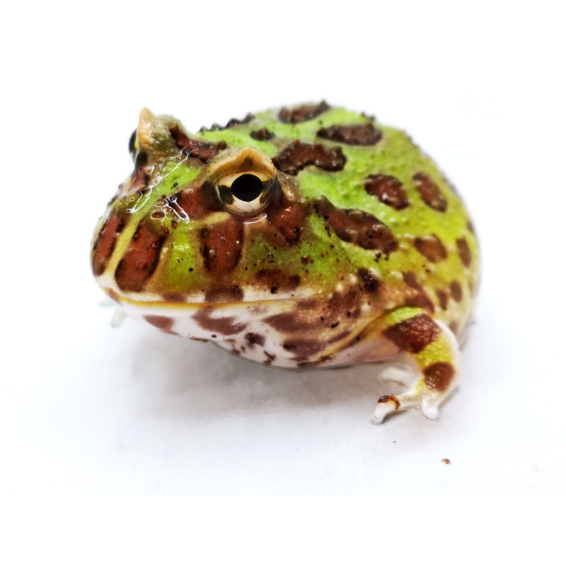 Żaba rogata (Ceratophrys cranwelli) - classic | Bezogonowe | Vantis Terra Żaba rogata (Ceratophrys cranwelli) - classic | Bezogonowe | Vantis Terra