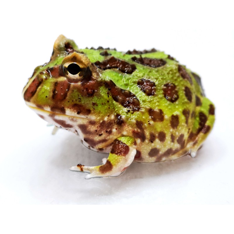 Żaba rogata (Ceratophrys cranwelli) - classic | Bezogonowe | Vantis Terra Żaba rogata (Ceratophrys cranwelli) - classic | Bezogonowe | Vantis Terra