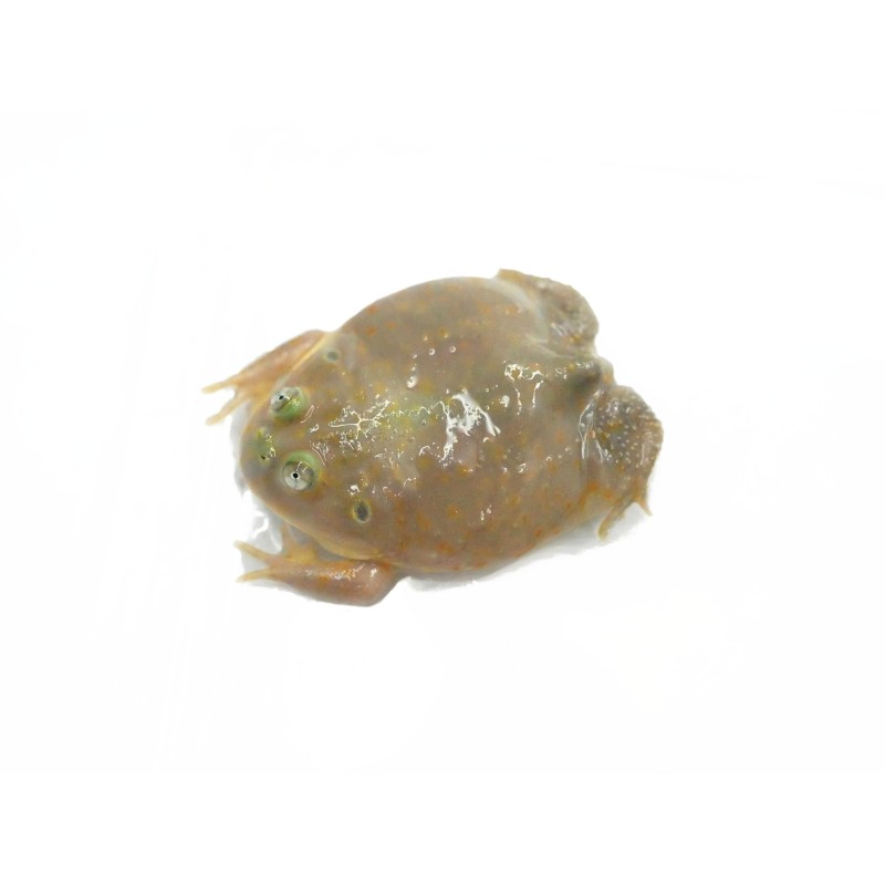 Żaba budgetta (Lepidobatrachus laevis) | Bezogonowe | Vantis Terra Żaba budgetta (Lepidobatrachus laevis) | Bezogonowe | Vantis Terra