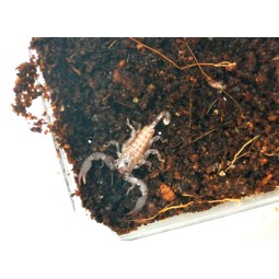 Skorpion Liocheles...