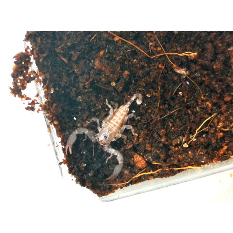 Skorpion Liocheles australasiae L4 | Skorpiony | Vantis Terra