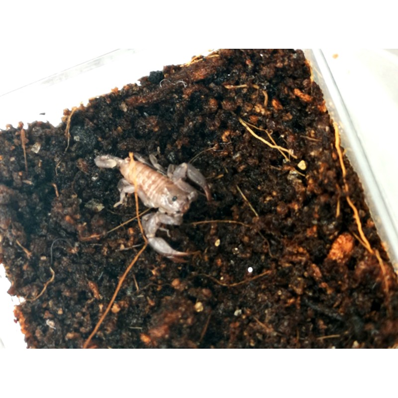 Skorpion Liocheles australasiae L2 | Skorpiony | Vantis Terra Skorpion Liocheles australasiae L2 | Skorpiony | Vantis Terra