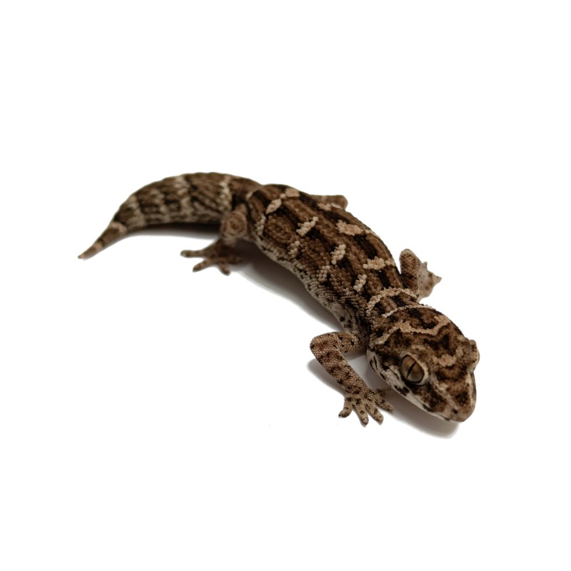 Gekon żmijowy (Hemidactylus imbricatus) - harem (samiec + 2 samice) | Jaszczurki | Vantis Terra