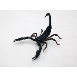 Skorpion Heterometrus silenus ( ex. petersii) L4 | Skorpiony | Vantis Terra