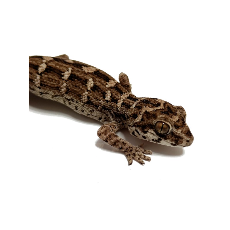 Gekon żmijowy (Hemidactylus imbricatus) | Jaszczurki | Vantis Terra Gekon żmijowy (Hemidactylus imbricatus) | Jaszczurki | Vantis Terra