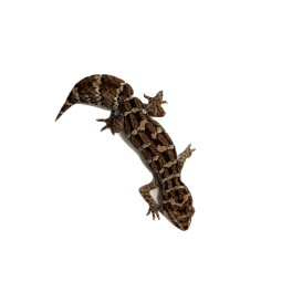 Gekon żmijowy (Hemidactylus imbricatus) - harem (samiec + 2 samice) | Jaszczurki | Vantis Terra