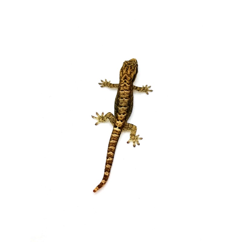 Gekon płaczący (Lepidodactylus lugubris) | Jaszczurki | Vantis Terra