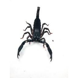 Skorpion Heterometrus silenus ( ex. petersii) L2/L3 | Skorpiony | Vantis Terra