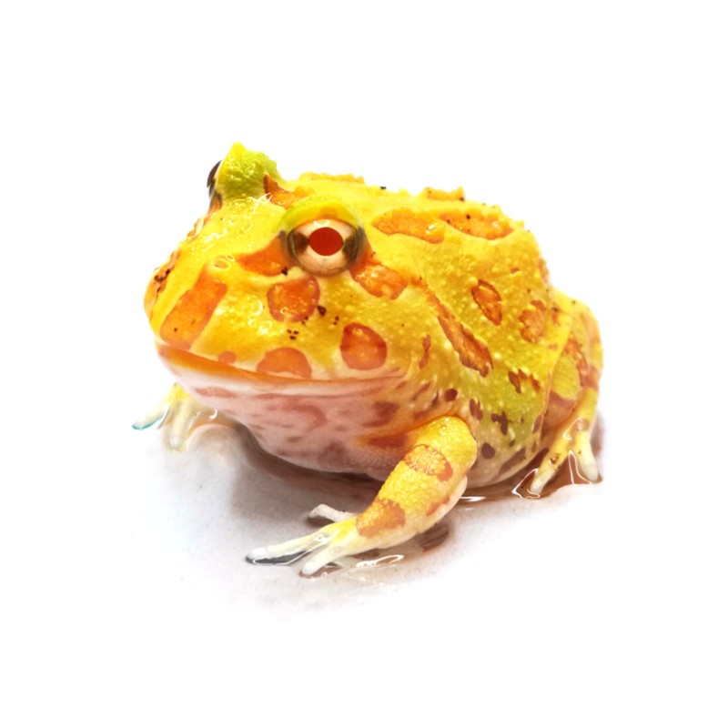Żaba rogata (Ceratophrys cranwelli) - Albino | Bezogonowe | Vantis Terra Żaba rogata (Ceratophrys cranwelli) - Albino | Bezogonowe | Vantis Terra